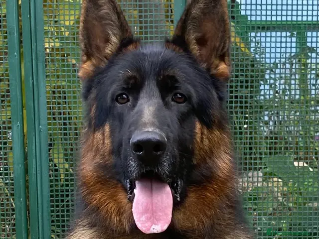 Pastor Alemán perros en venta: Macho de Pastor Alemán - Anuncio 2