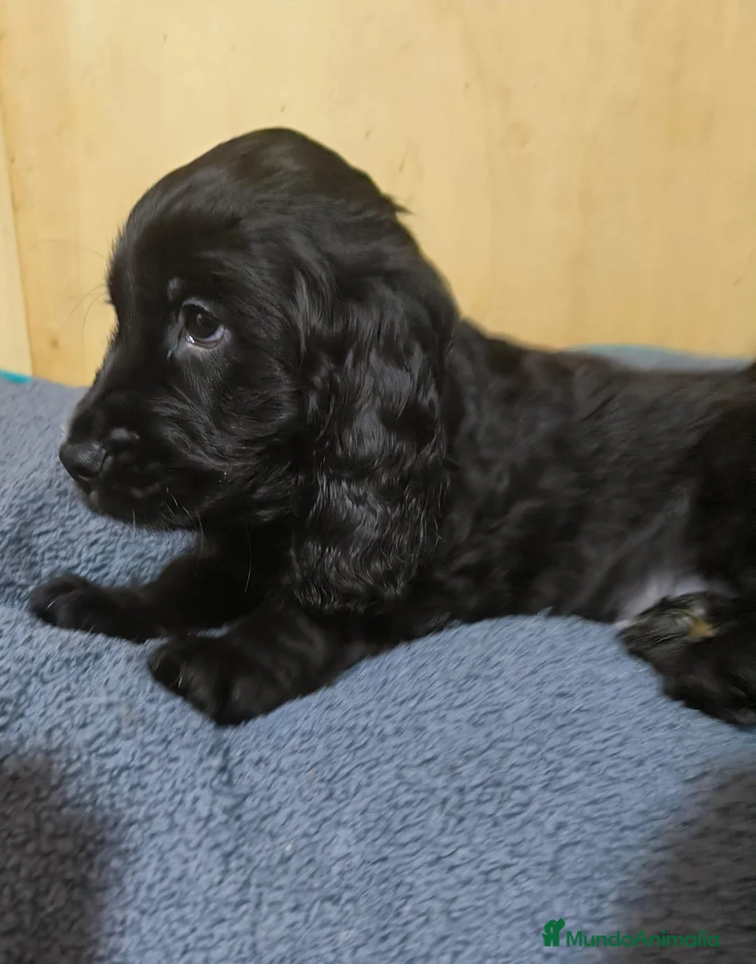 Cocker Spaniel Inglés perros en venta: Camada de Cocker en Madrid en Madrid - Anuncio 6