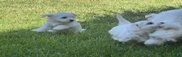 Bichón Maltés perros en venta: Bichon maltés  en Cáceres - Anuncio 6