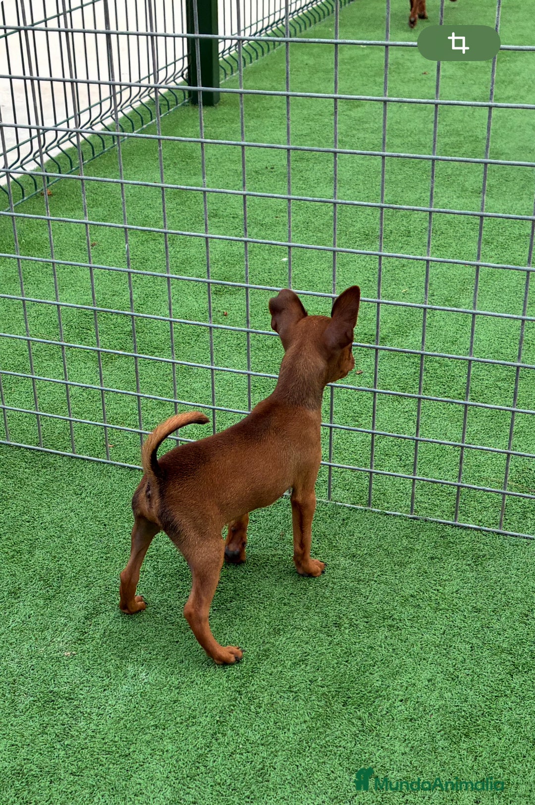 Pinscher Miniatura perros en venta: Pincher macho  - Imagen 3