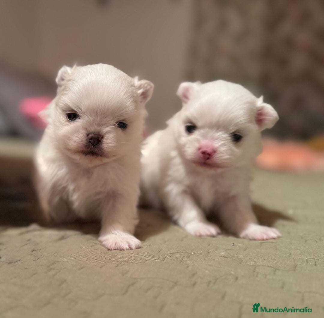 Pomchi perros en venta: Pomchi bebés disponibles - Anuncio 7