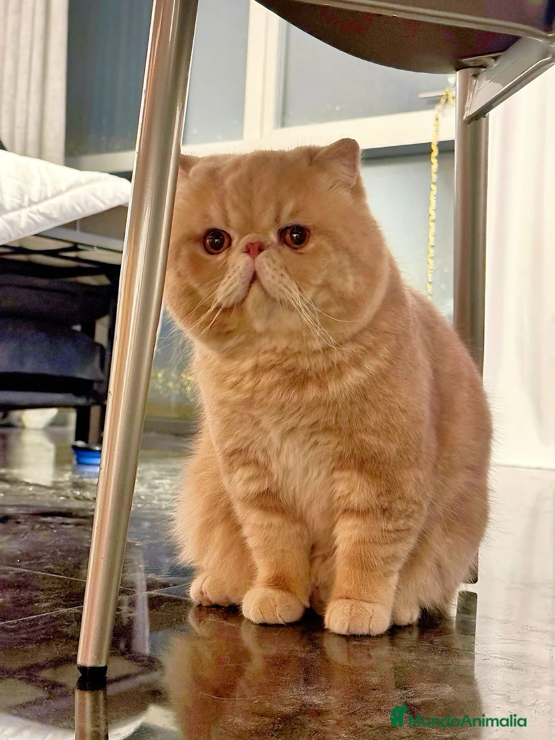 Exótico de Pelo Corto gatos en venta: Persa pelo corto - Exotico - Anuncio 2