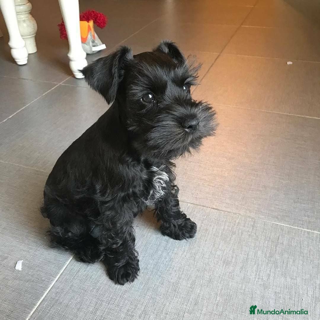 Schnauzer Miniatura perros Schnauzer miniatura - Anuncio 1