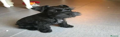 Schnauzer Miniatura 1