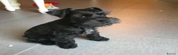 Schnauzer Miniatura perros en venta: Schnauzer miniatura - Anuncio 1