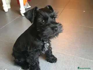 Schnauzer Miniatura perros Schnauzer miniatura - Anuncio 2