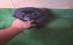 Raza Mixta perros en venta: Pomerania con Yorsay  - Anuncio 1