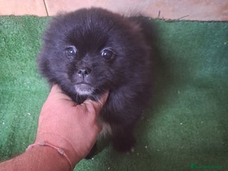 Raza Mixta perros Pomerania con Yorsay - Anuncio 3