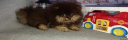 Pomerania perros en venta: Pomerania macho  - Anuncio 6