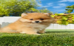 Pomerania perros en venta: POMERANIA MACHO - Imagen 24