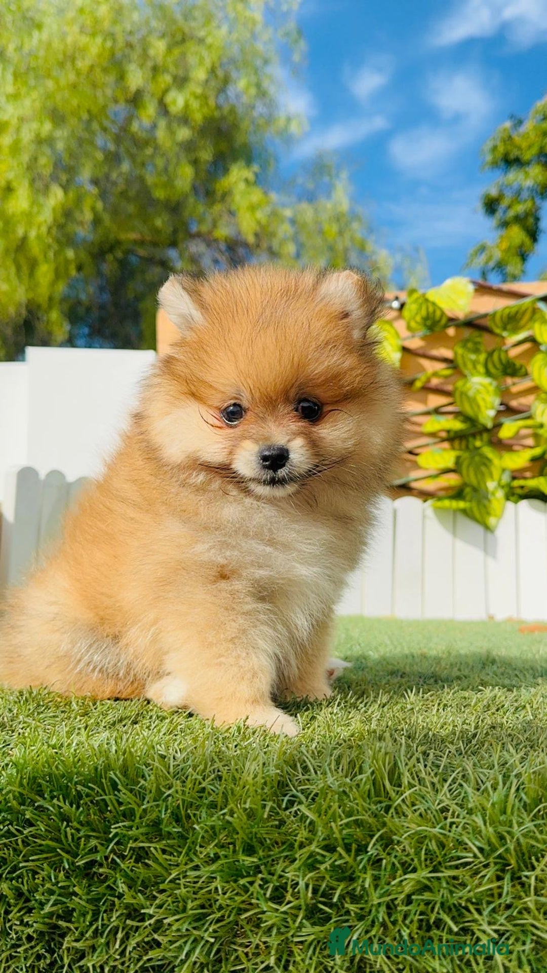 Pomerania perros en venta: POMERANIA MACHO - Imagen 24