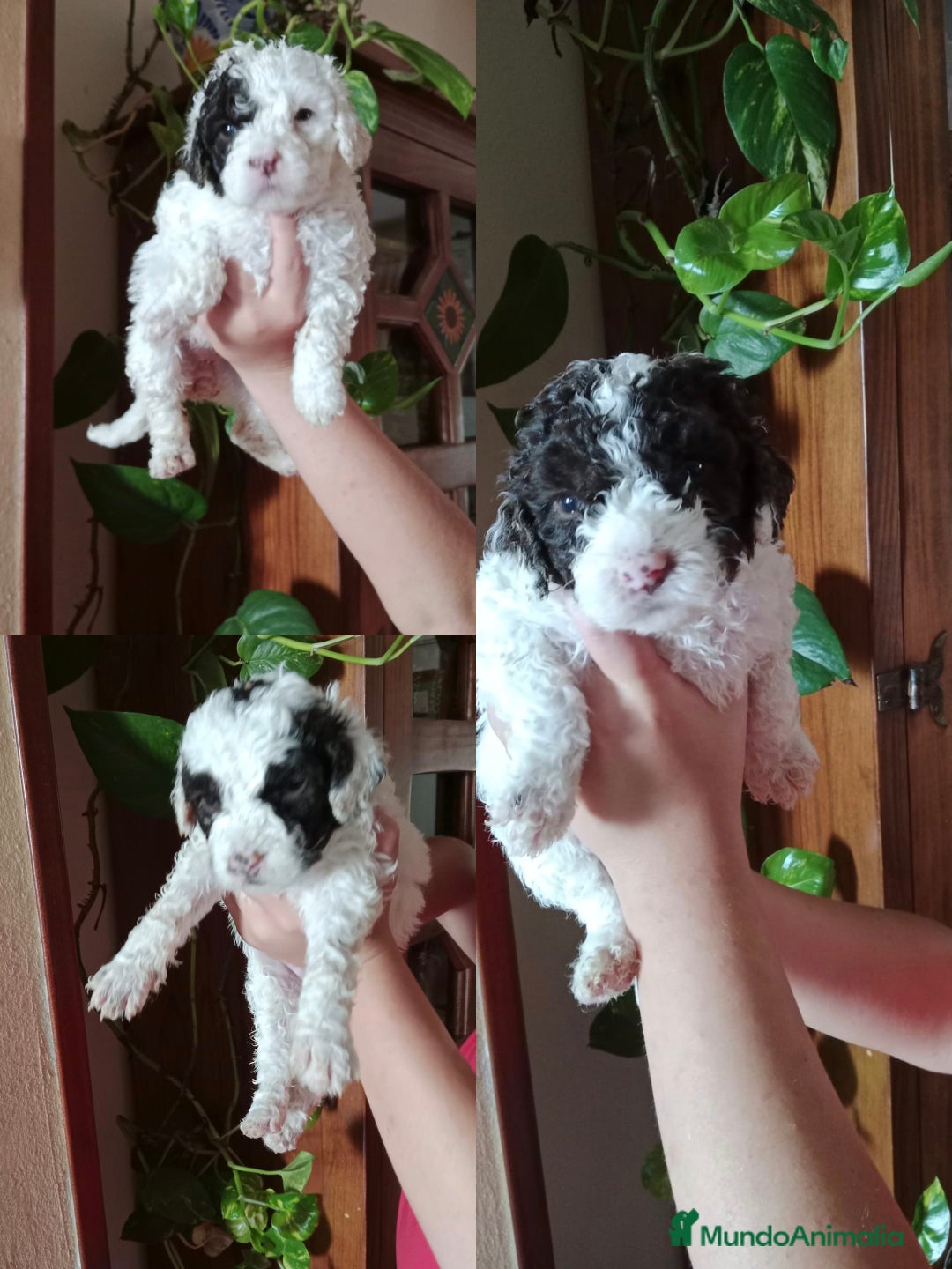 Perro de Agua Español perros en venta: Hembras - Imagen 1
