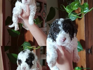 Perro de Agua Español perros - Anuncio 7