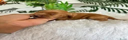 Cocker Spaniel Inglés perros en venta: COCKER SPANIEL INGLES - Anuncio 1