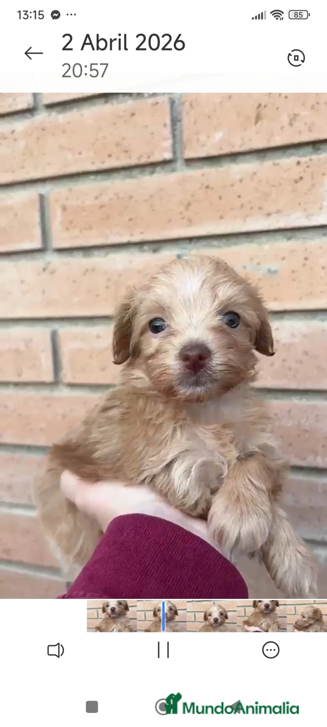 Maltipoo perros en venta: Maltipoo toy - Anuncio 1