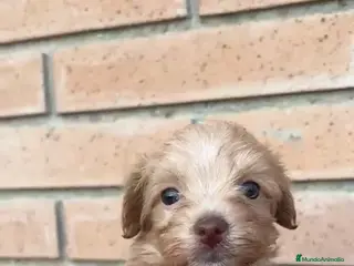 Maltipoo perros Maltipoo toy - Anuncio 2