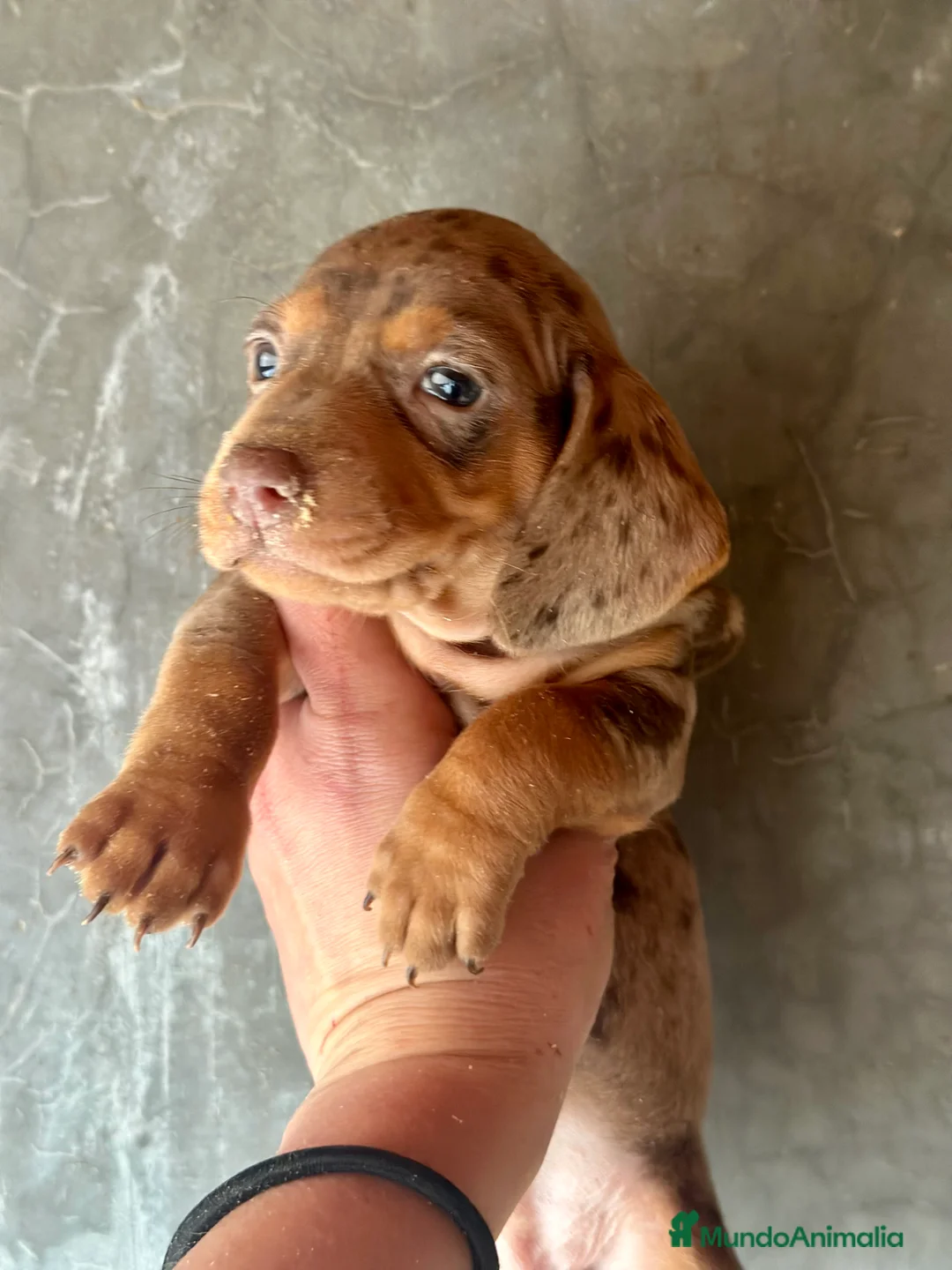 Teckel Miniatura perros en venta: TECKEL KANICHEN CHOCO MERLE en Barcelona - Anuncio 2