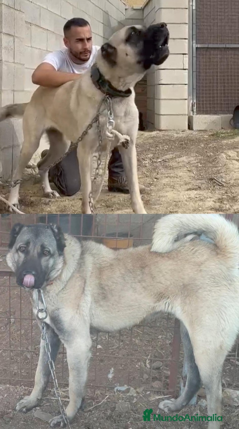 Mastín Español perros Cachorros kangal turco panther pedigree - Anuncio 1