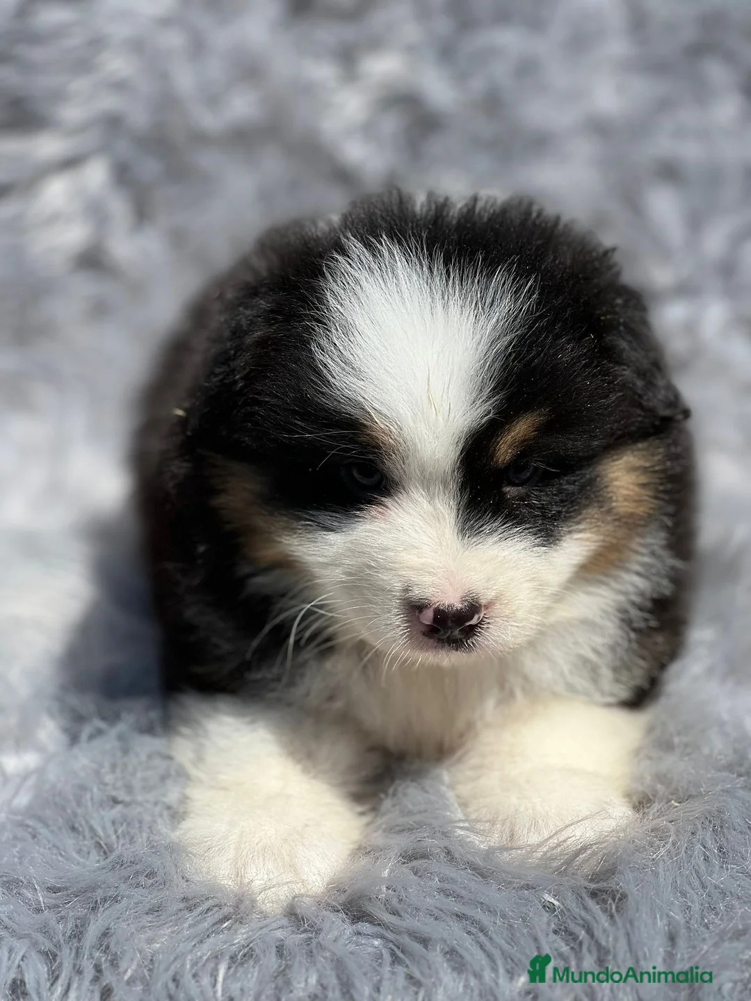 Pastor Australiano perros en venta: Pastor australiano tricolor en Barcelona - Anuncio 4