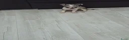 Chihuahua perros en venta: Impresionantes chihuahuas micro Toys - Anuncio 2