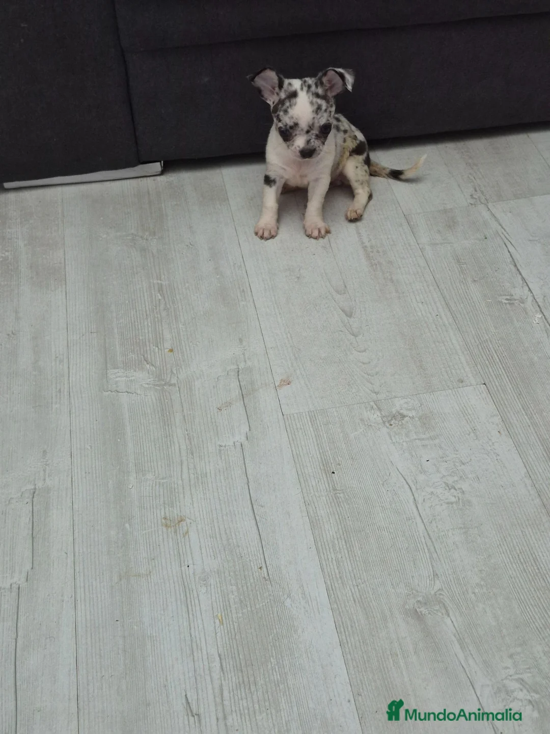 Chihuahua perros en venta: Impresionantes chihuahuas micro Toys - Anuncio 2