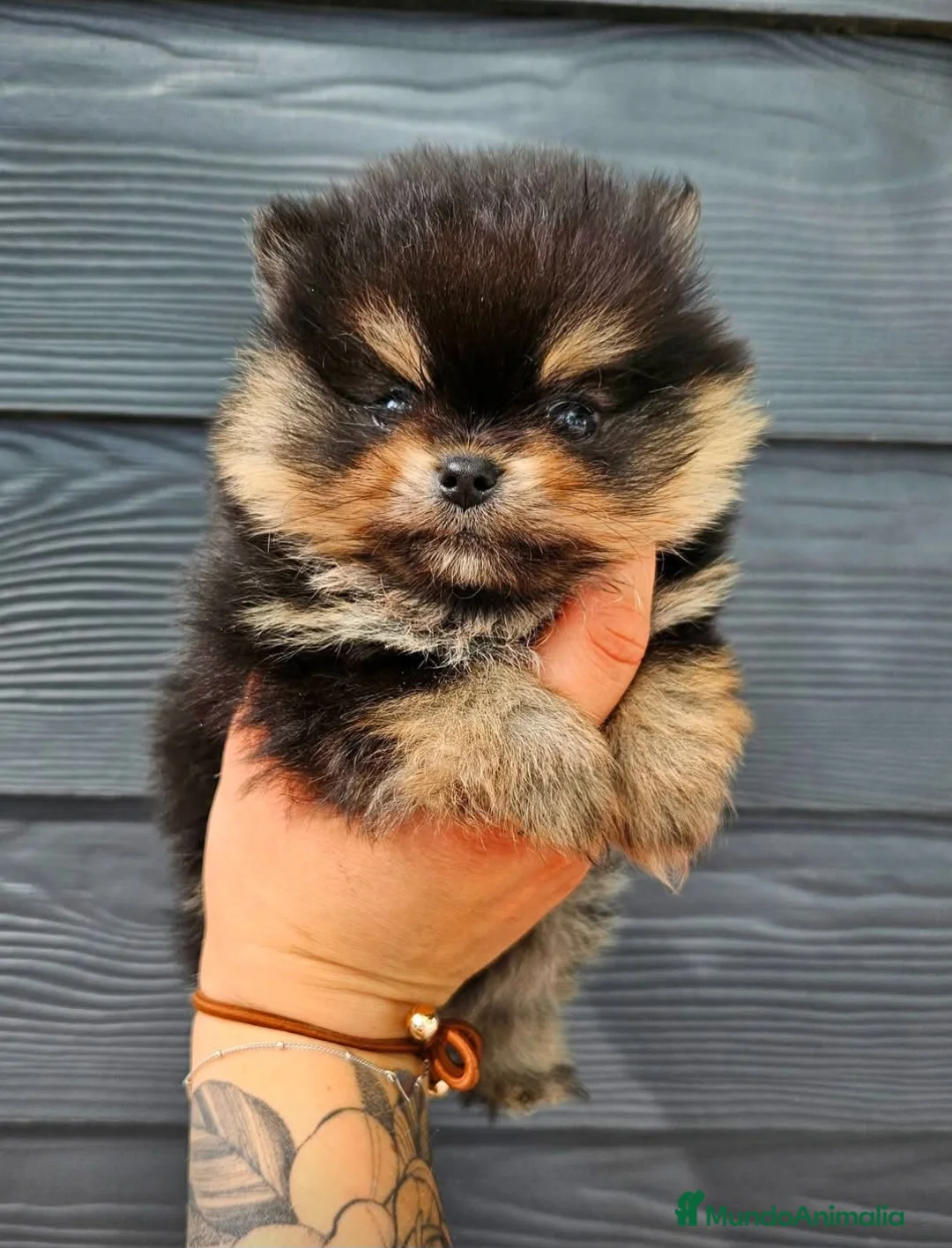 Pomerania perros en venta: ‼️POMERANIA AMERICANO TAMAÑO TOY  - Anuncio 2