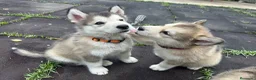 Alaskan Malamute perros en venta: Cachorros alaskan disponibles - Anuncio 1