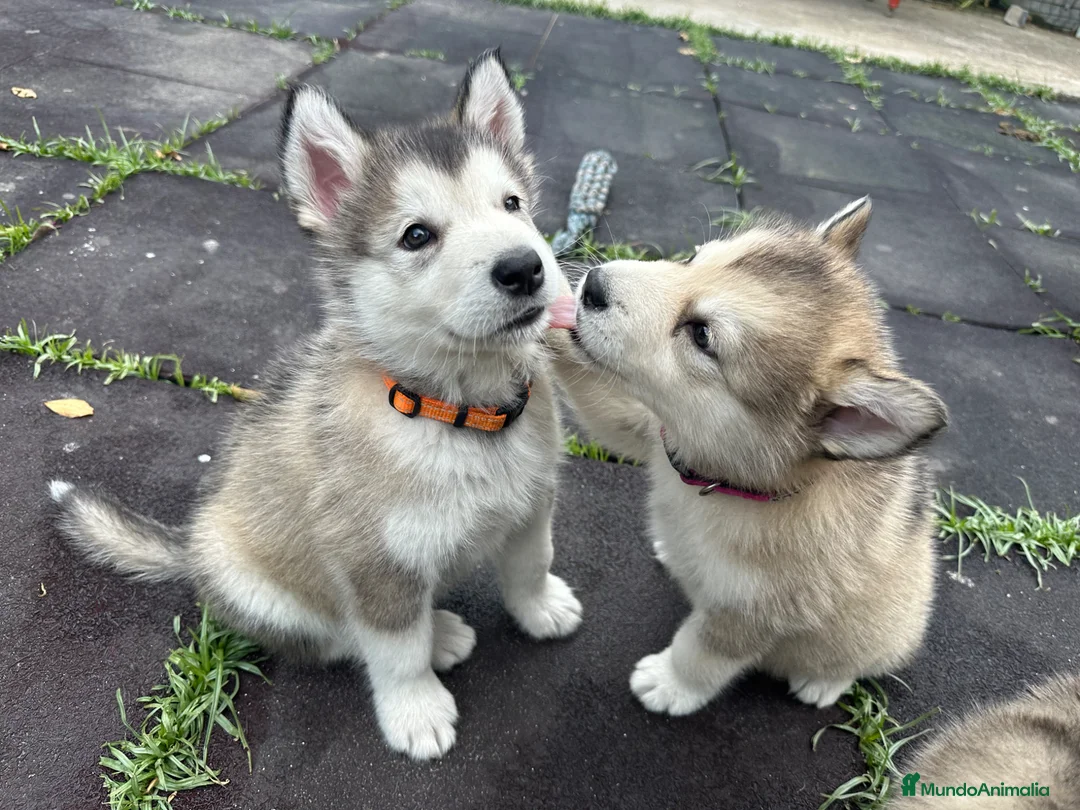 Alaskan Malamute perros en venta: Cachorros alaskan disponibles - Anuncio 1