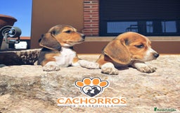 Beagle perros en venta: Beagle - Imagen 5