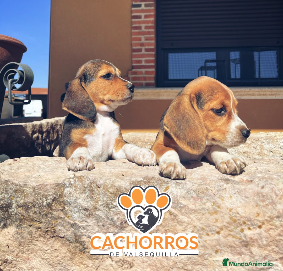 Beagle perros en venta: Beagle - Imagen 5