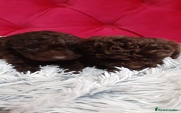 Perro de Agua Español perros en venta: PRECIOSOS CACHORROS PERRO DE AGUA - Anuncio 3