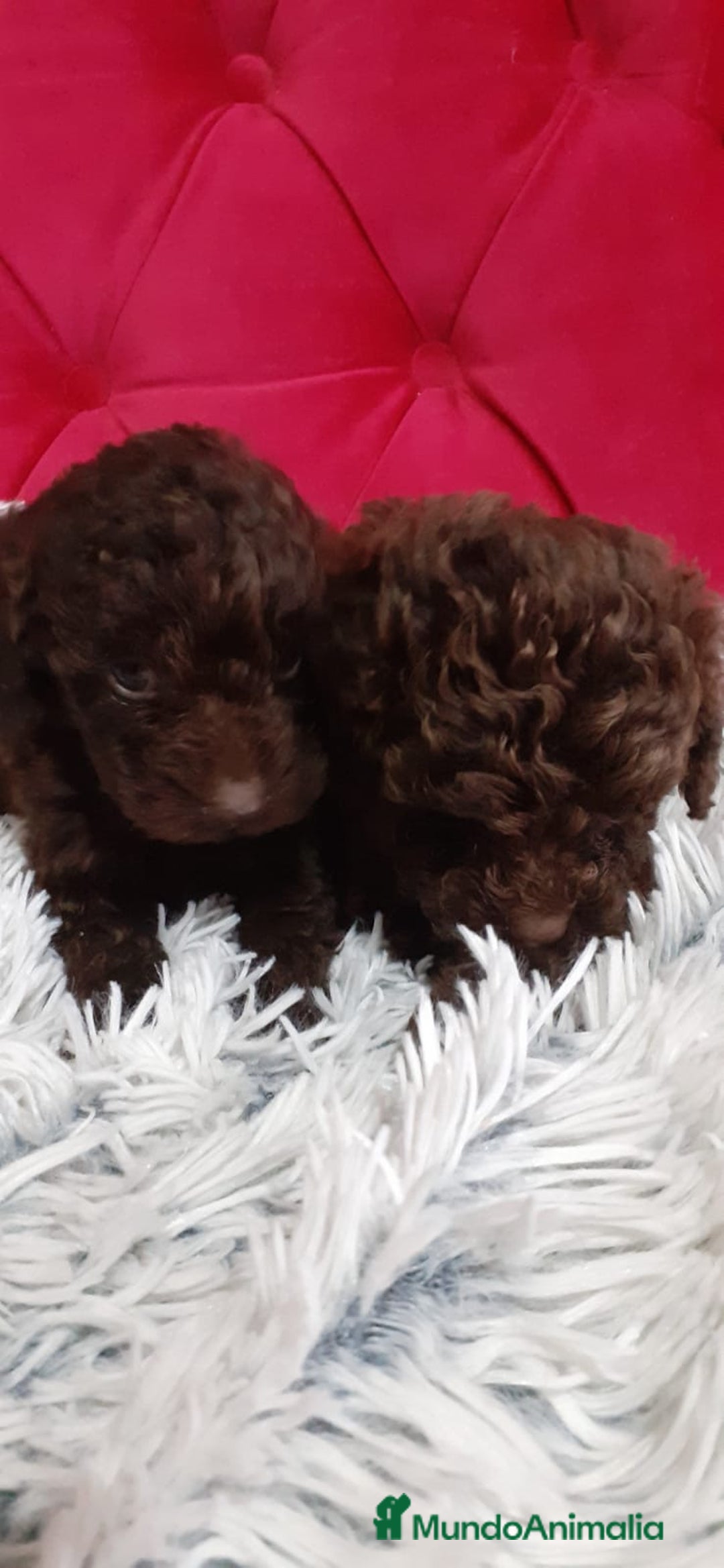 Perro de Agua Español perros en venta: PRECIOSOS CACHORROS PERRO DE AGUA - Anuncio 3