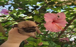 Chihuahua perros en venta: Chihuahua macho Toy  - Imagen 2