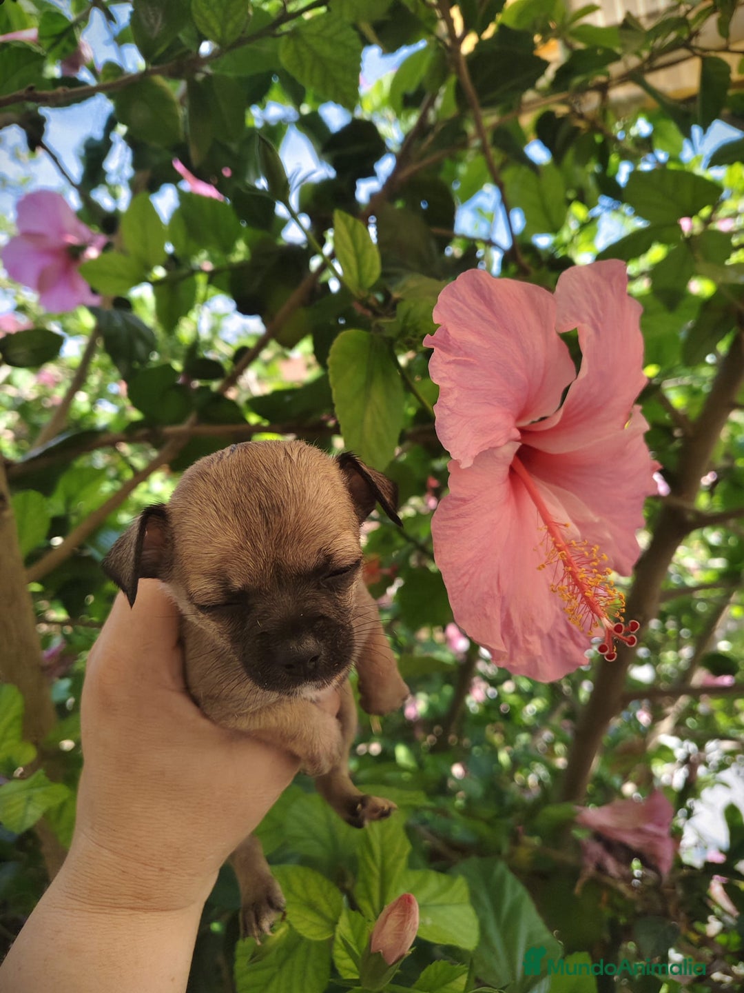 Chihuahua perros en venta: Chihuahua macho Toy  - Imagen 2