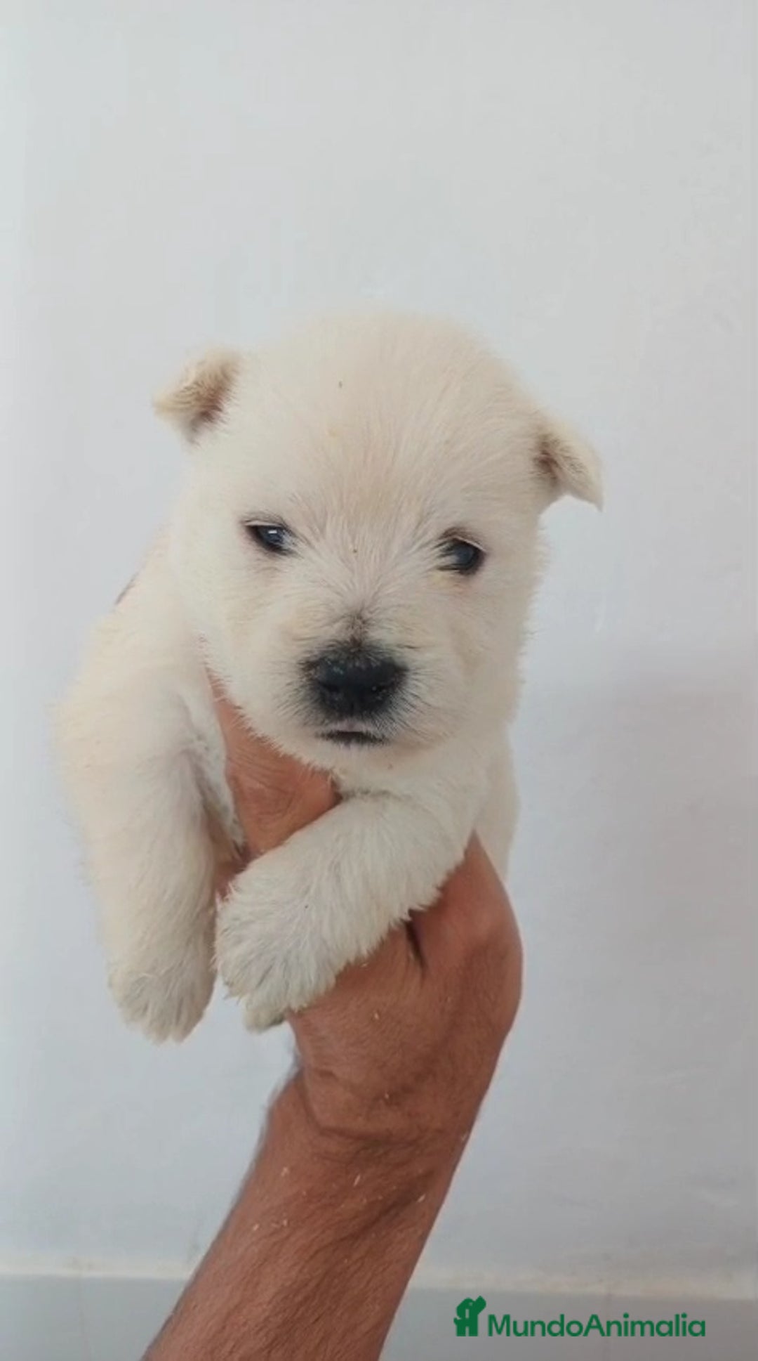 West Highland White Terrier perros en venta: Westy  - Imagen 3