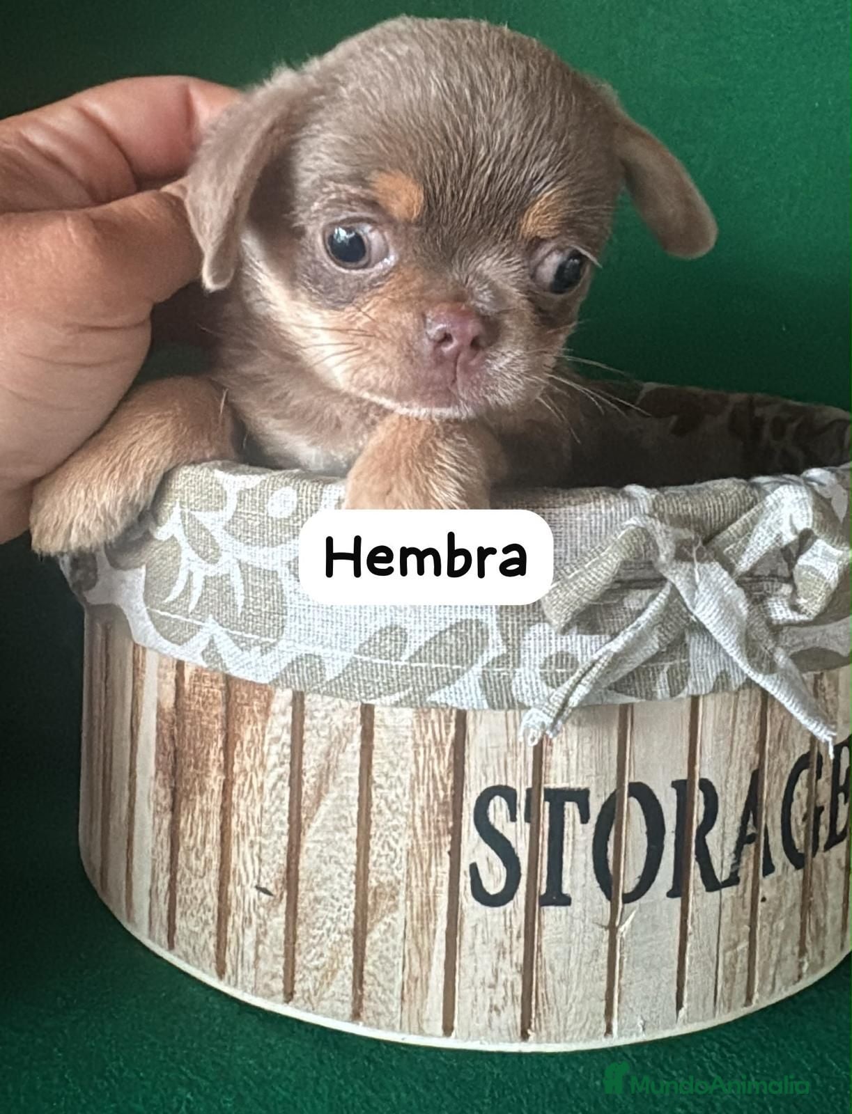 Chihuahua perros Chihuahua linea rusa - Anuncio 2