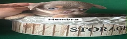 Chihuahua perros en venta: Chihuahua linea rusa - Anuncio 1