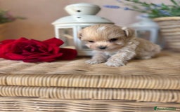 Maltipoo perros en venta: Maltipoo miniatura hembra disponible!! - Imagen 6