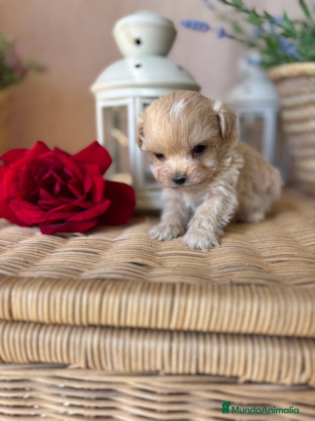 Maltipoo perros en venta: Maltipoo miniatura hembra disponible!! - Imagen 6