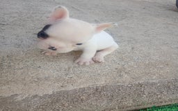 Bulldog Francés perros en venta: Último bulldog frances - Imagen 1