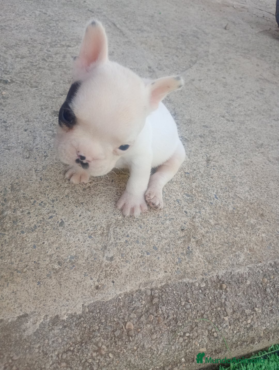 Bulldog Francés perros en venta: Último bulldog frances - Imagen 1