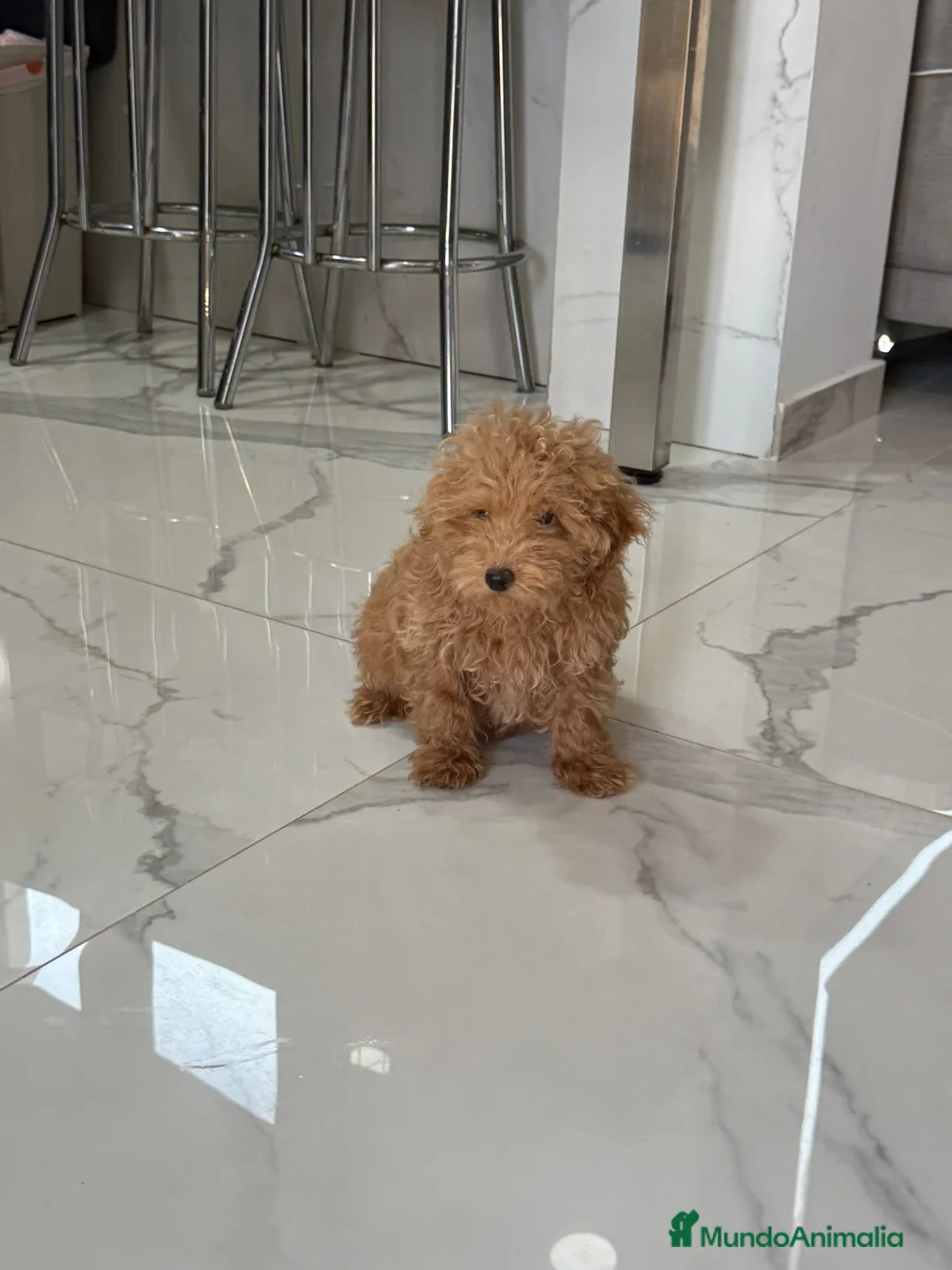 Caniche Toy perros en venta: Caniche toy leonado - Anuncio 3