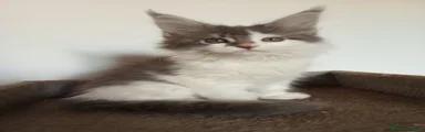 Maine Coon 2
