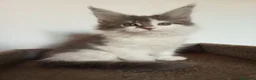 Maine Coon gatos en venta: Camada Maine coon - Anuncio 3