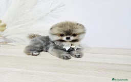 Pomerania perros en venta: POMERANIA HEMBRA - Imagen 4