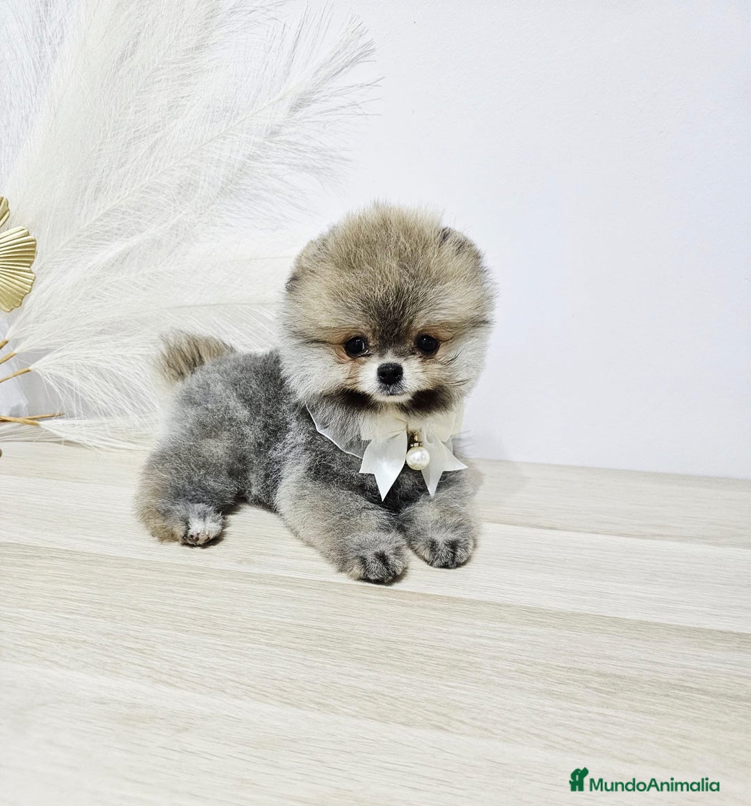 Pomerania perros en venta: POMERANIA HEMBRA - Imagen 4