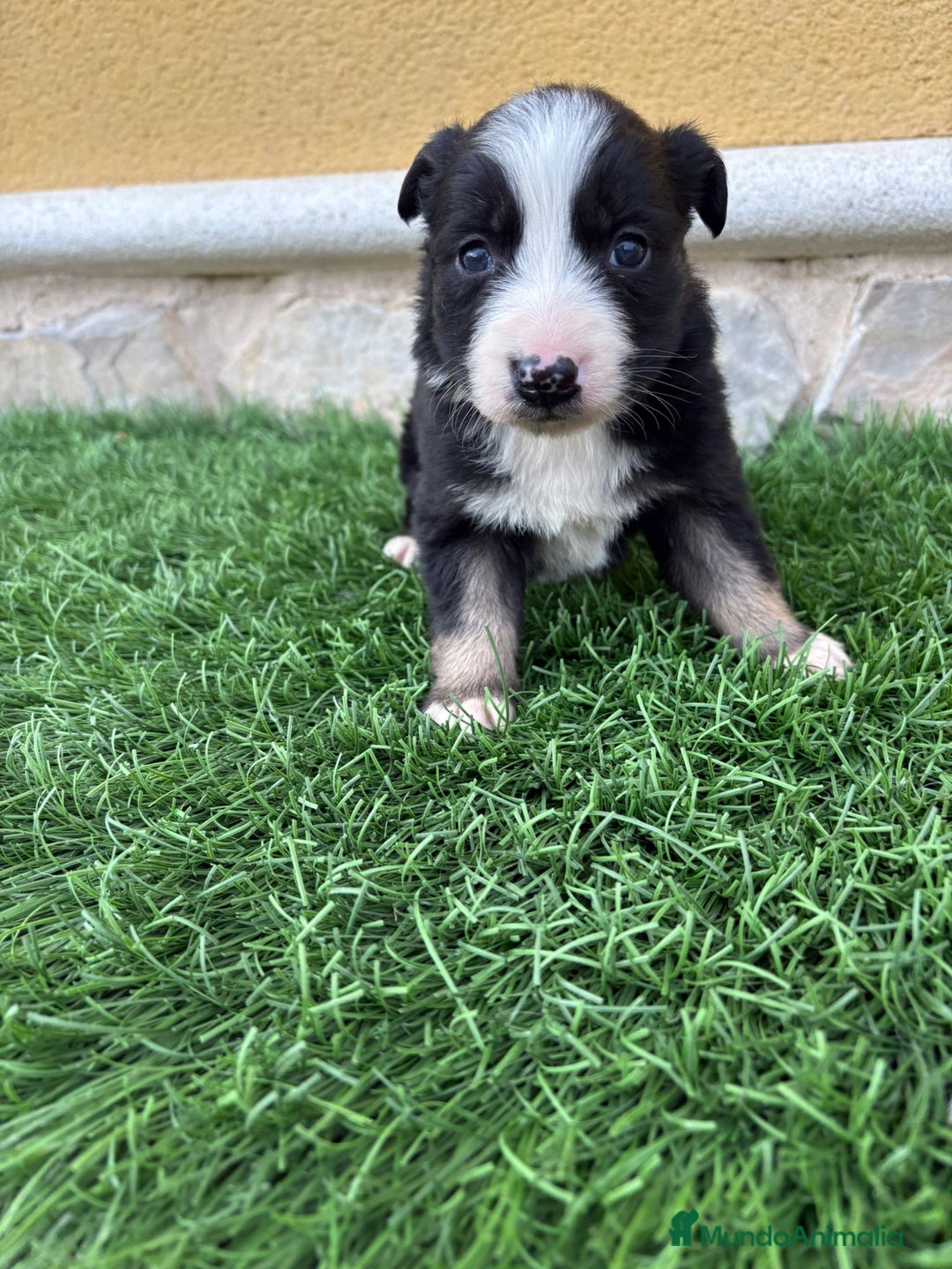 Border Collie perros en venta: Hembra de Border Collie preciosa  - Anuncio 5
