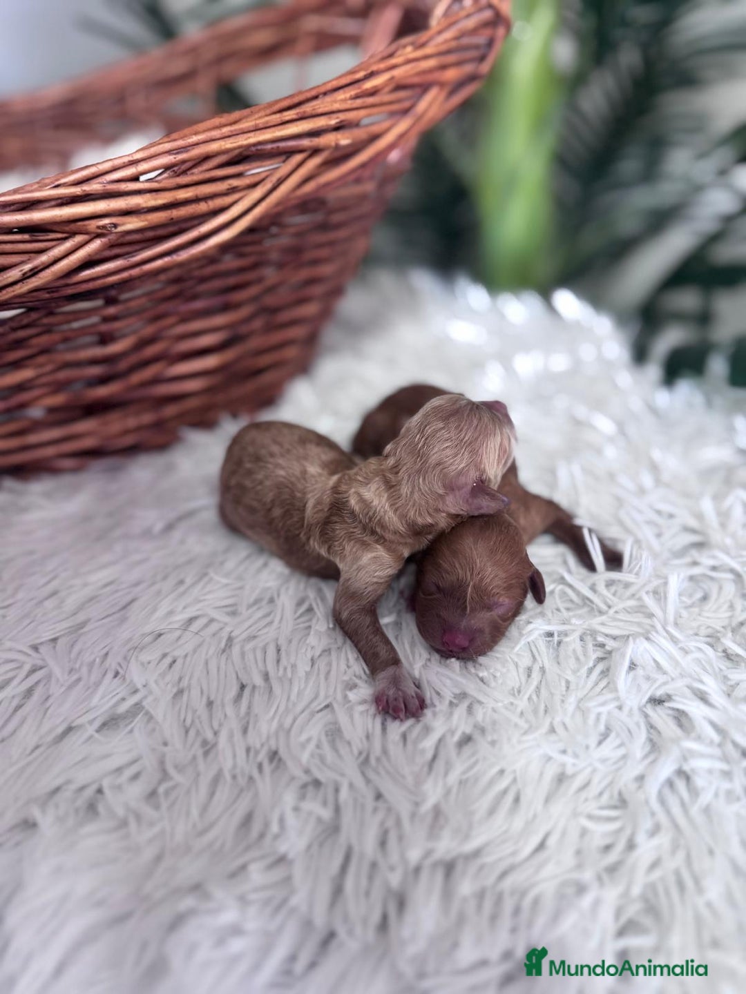 Caniche Toy perros en venta: CANICHE TOY HEMBRA. ENVIOS A TODA ESPAÑA - Imagen 16