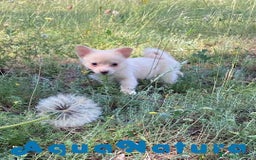 Chihuahua perros en venta: Camada Pomchi de Japi y Manchitas AQUANATURA - Imagen 11