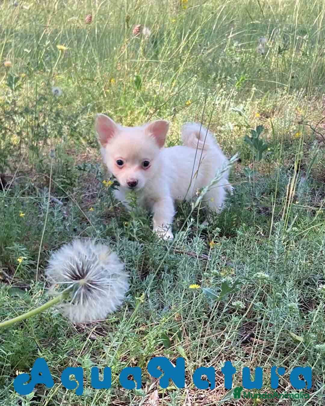 Chihuahua perros en venta: Camada Pomchi de Japi y Manchitas AQUANATURA - Imagen 11